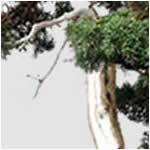 Chinese juniper