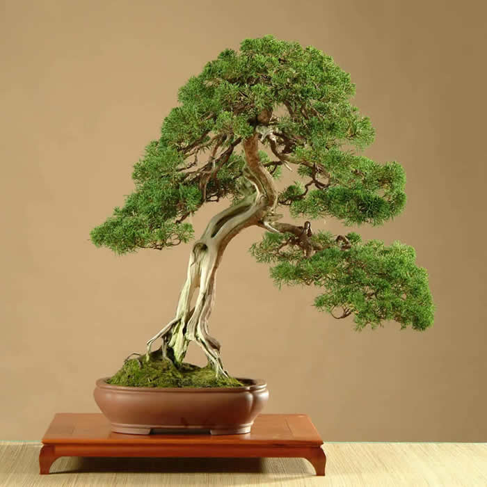 Chinese juniper. 76cm. Hideo Kato