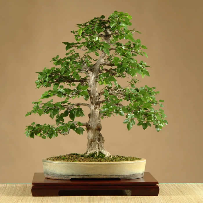 Kyohime maple. 49cm. - Kath and Malcolm Hughes